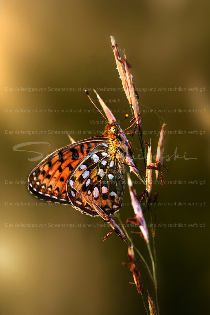 Wandbild Schmetterling | Exklusive Naturfotografie für stilvolle Wanddekoration ★ Premium Wandbilder Made in Germany ✔️ FineArt Drucke & Downloads ✔️ Brillante Farben, höchste Qualität & weltweiter Versand ✔️ - Realisiert mit Pictrs.com