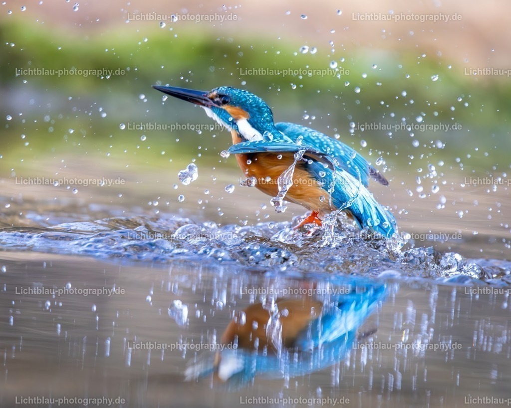 Eisvogel-13 | Hans-Bernd Lichtblau Photography. Finden Sie wunderschöne Fotografien aus Landschaft und Natur.  - Realisiert mit Pictrs.com