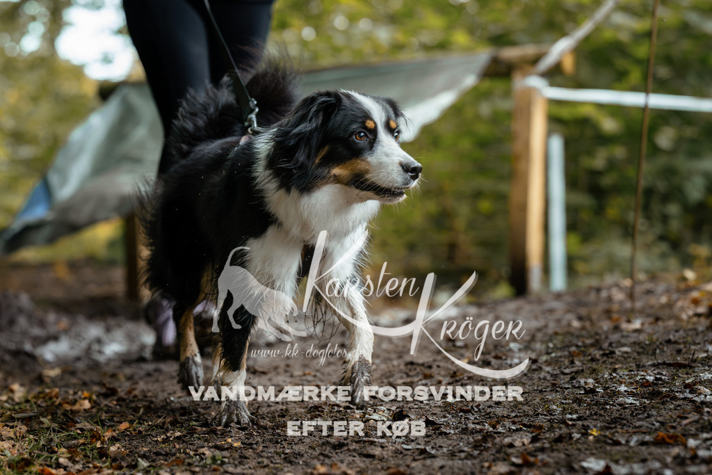 1427DZ6_2190Z6 | kk-dogfotos