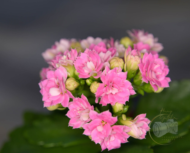 _DSC4324 | Shop für Prints Landschaftsfotografie Sächsische Schweiz Naturfotografie in Thüringen Fotos vom Findlingspark Nochten Kloster Sankt Marienstern Bilder Festung Königstein PanoramaRhododendronpark Kromlau FotogalerSchleswig-Holstein Küstenlandschaften