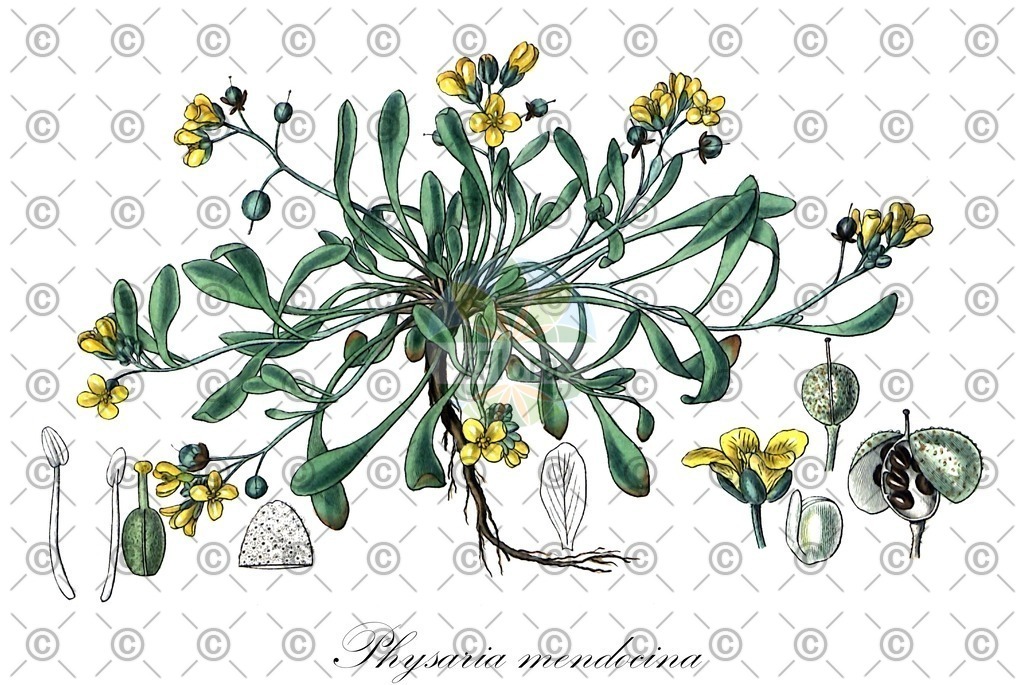HistAbb_wfo-0001151718_2_ENZY_Simple | Historische Abbildung von Physaria mendocina - Brassicaceae | Historical Illustration of Physaria mendocina - Brassicaceae