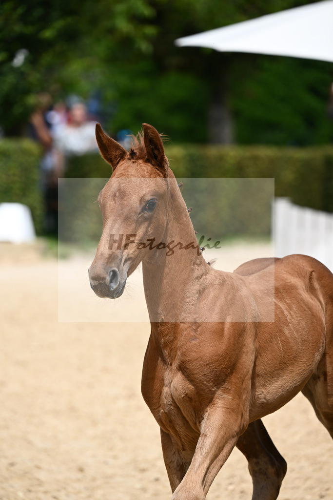 Kat-Nr. 32 SF DSP Va Bene x Diamantino_Brendauer-Fuchs_27230506 | hf-fotografie - Realisiert mit Pictrs.com