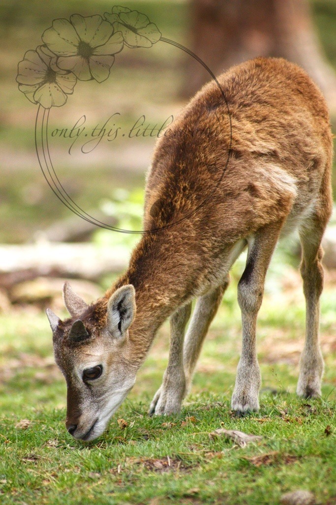 Mufflon Widderlamm | only.this.little.world - Realisiert mit Pictrs.com