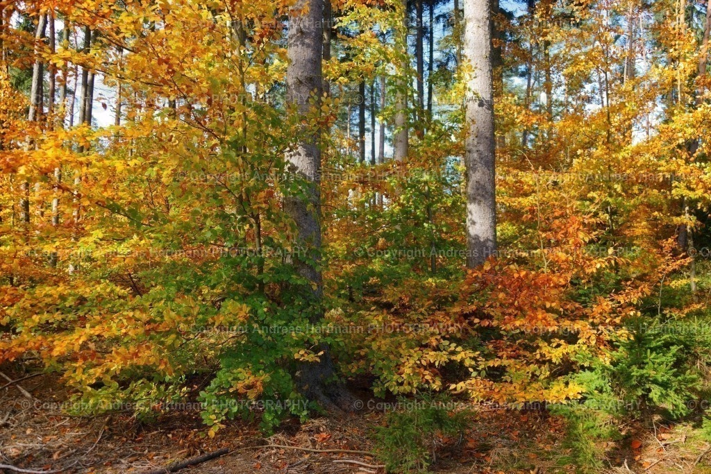 Herbstwald | Herbstwald - Realisiert mit Pictrs.com