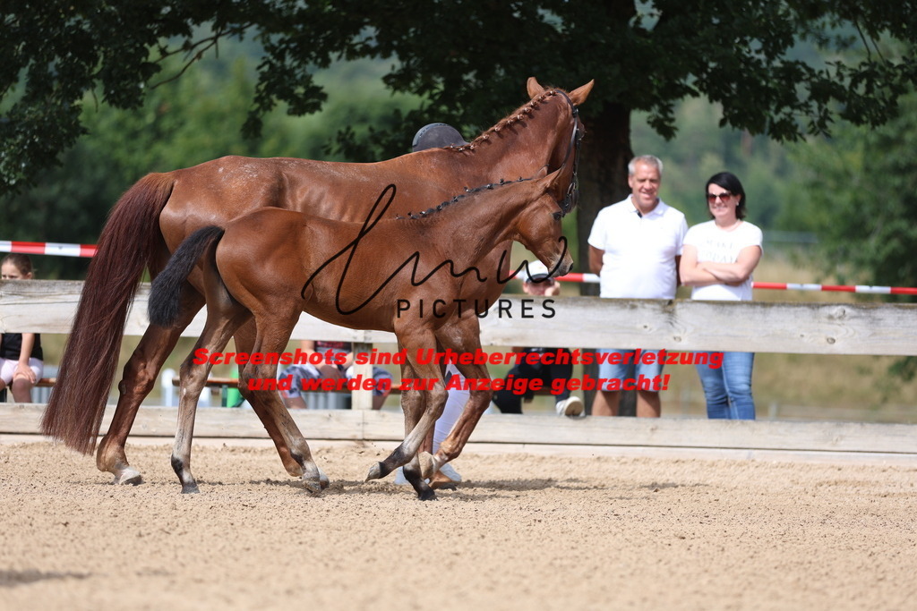 Fohlenschau_Schwäbisch_Hall_dressurbetonte_Fohlen_KN 6_16 | lmwpictures - Realisiert mit Pictrs.com