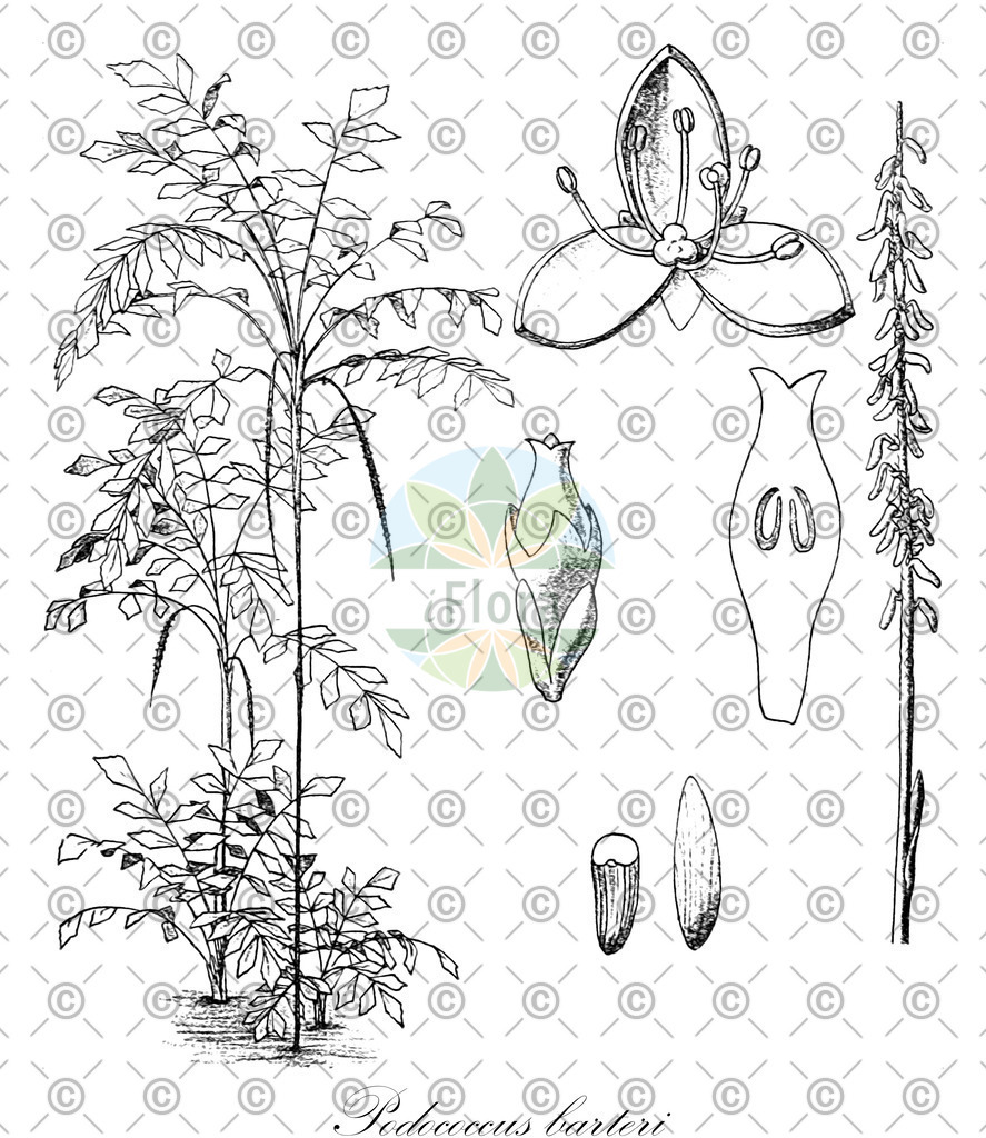 HistAbb_wfo-0000125775_2_ENZY_Simple | Historische Abbildung von Podococcus barteri - Arecaceae | Historical Illustration of Podococcus barteri - Arecaceae