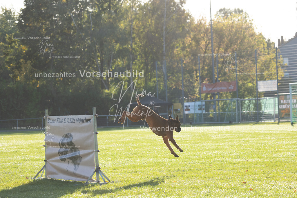 _16A6279 | Einzigartige Fotos von Hunden & Menschen –Actionfotos, Portraits, Vereinsaufnahmen & Paarshootings – authentisch, lebendig & mit Herz.