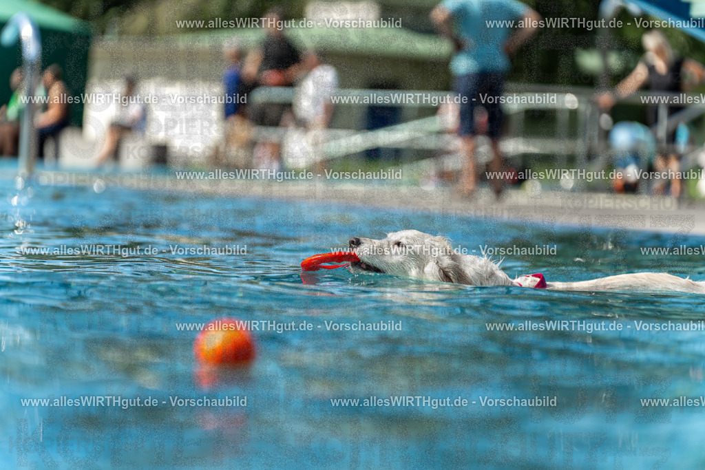 Hundeschwimmen_Volksbad_2026-allesWIRTHgut_Tierfotografie-2609061215-112551-7R509989 | Professionelle Tierfotografie in Mönchengladbach von Daniel Wirth (allesWIRTHgut). Liebevolle & natürliche Bilder von Hunden & Katzen für unvergessliche Erinnerungen.