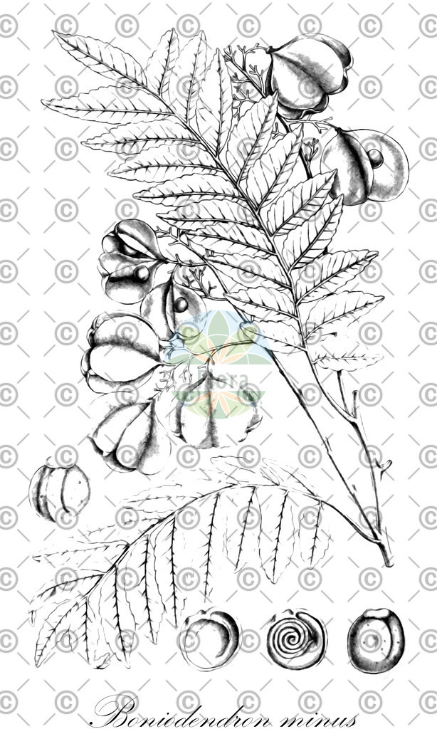 HistAbb_wfo-0000568747_1_ENZY_Simple | Historische Abbildung von Boniodendron minus - Sapindaceae | Historical Illustration of Boniodendron minus - Sapindaceae