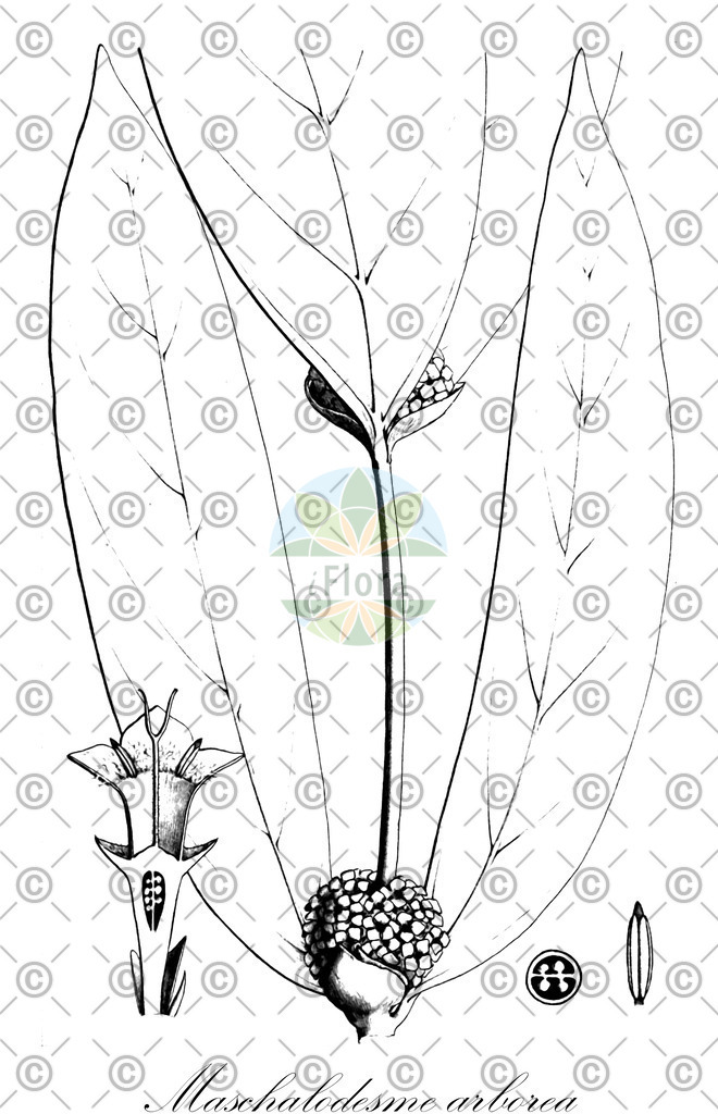 HistAbb_wfo-0000193232_1_ENZY_Simple | Historische Abbildung von Maschalodesme arborea - Rubiaceae | Historical Illustration of Maschalodesme arborea - Rubiaceae