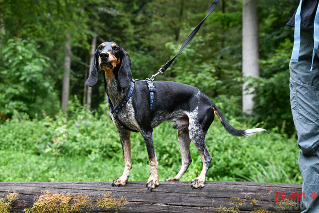 SNLC Ankoerung Lotzwil | SNLC Ankoerung in Lotzwil. 02.07.2023 Foto: LeoWyden