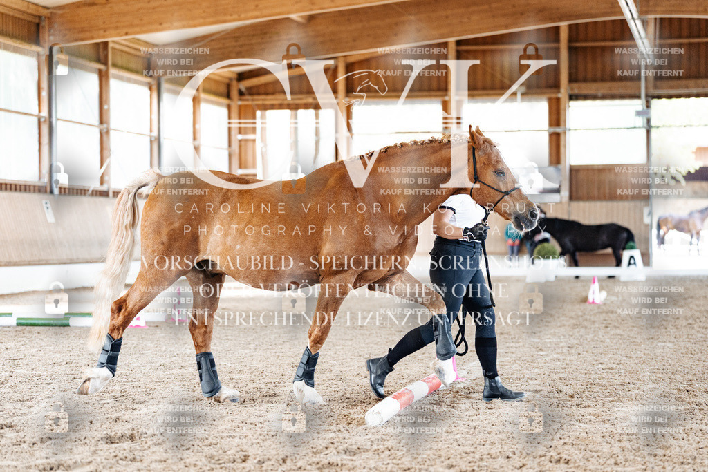 CK905576 | Turnierfotografie Pferdefotografie Trier Rheinland-Pfalz Pferdesport Reitsport Tierfotografie Sportfotografie Pferdevideo Pferdevideografie Equestrianvideography equestrianphotography  - Realisiert mit Pictrs.com