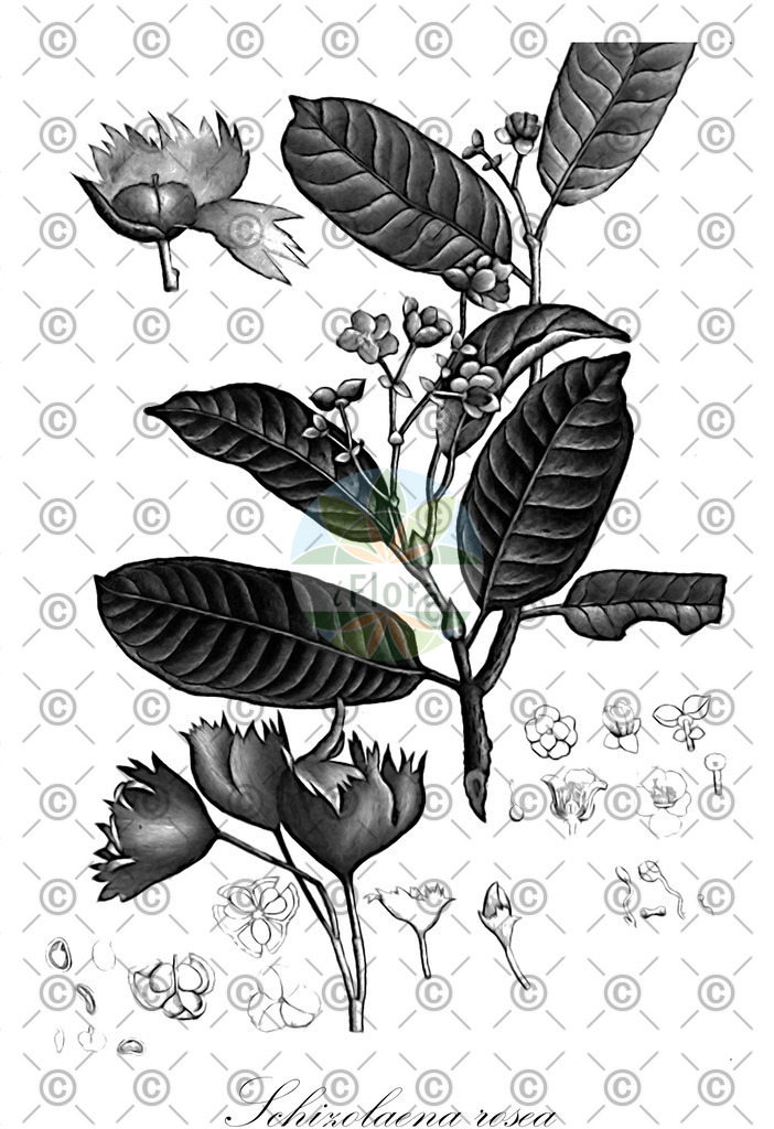 HistAbb_wfo-0000186738_2_ENZY_Simple | Historische Abbildung von Schizolaena rosea - Sarcolaenaceae | Historical Illustration of Schizolaena rosea - Sarcolaenaceae