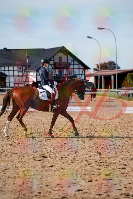 2026_10_03_Siefer-Hof_132844_Z63_89931248 | Professionelle Reitsport-, Turnier- und Eventfotografie von Robert Broda. Galerien mit ausgewählten und bearbeiteten Bildern direkt online ansehen und bestellen.