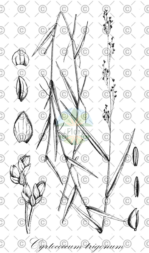 HistAbb_wfo-0000089321_2_ENZY_Simple | Historische Abbildung von Cyrtococcum trigonum - Poaceae | Historical Illustration of Cyrtococcum trigonum - Poaceae