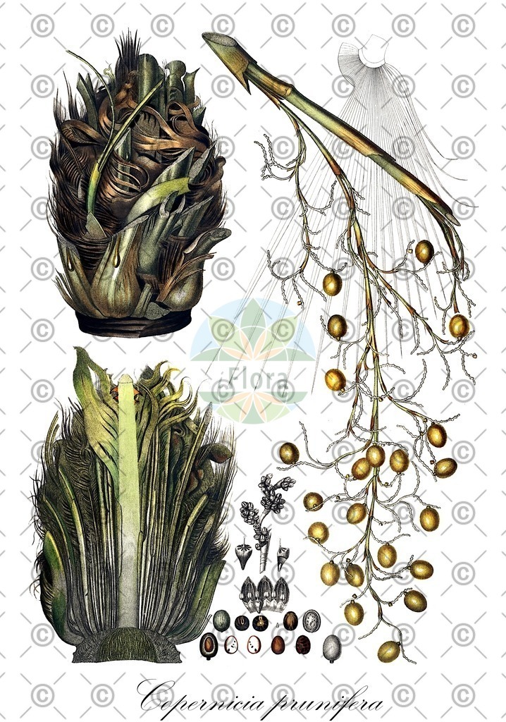 HistAbb_wfo-0000619770_1_ENZY_Simple | Historische Abbildung von Copernicia prunifera - Arecaceae (Carnaubapalme) | Historical Illustration of Copernicia prunifera - Arecaceae