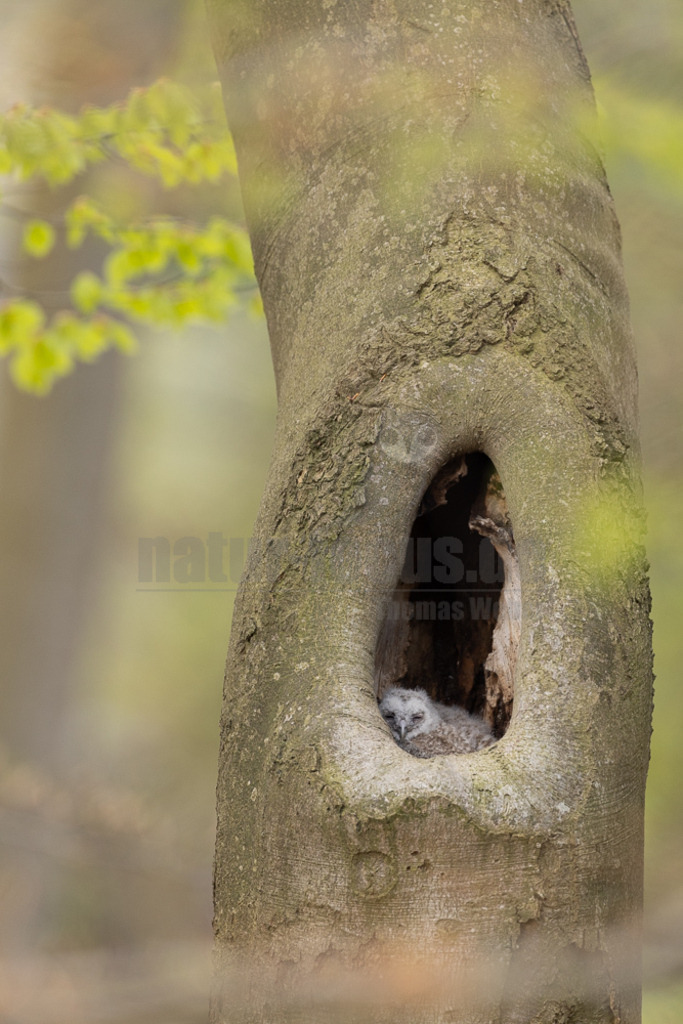 R5NF4241-20230425 | Der Ruf dieser Eulenart ist unverkennbar. Vor allem zur Balzzeit im Herbst und Spätwinter hören wir den unheimlich anmutenden Gesang der Waldkauzmännchen (Strix aluco). Dank seines dichten und samtartigen Gefieders und seiner kammartigen Flügelspitzen kann er nahezu lautlos auf Jagd gehen. Immer auf der Suche nach seiner bevorzugten Beute – Mäusen. - Realisiert mit Pictrs.com