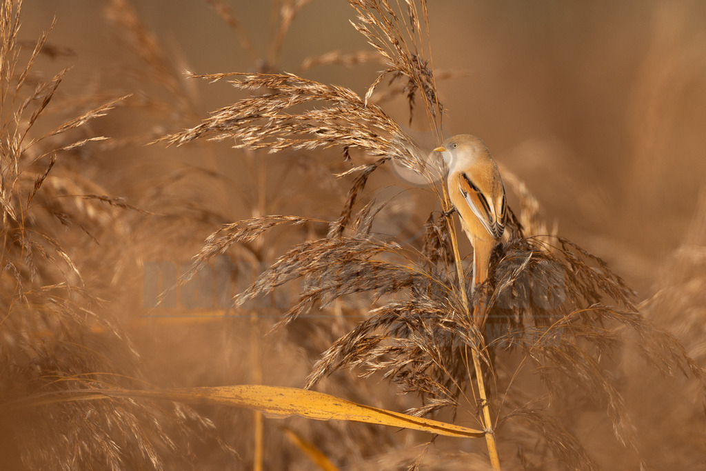 R5NF0517_20241017 | Das Bild zeigt eine Bartmeise (Panurus biarmicus), die auf einem Schilfhalm sitzt. Die Bartmeise ist ein kleiner Singvogel mit einem auffälligen orange-braunen Gefieder. Sie hält sich an einem Halm fest. - Realisiert mit Pictrs.com