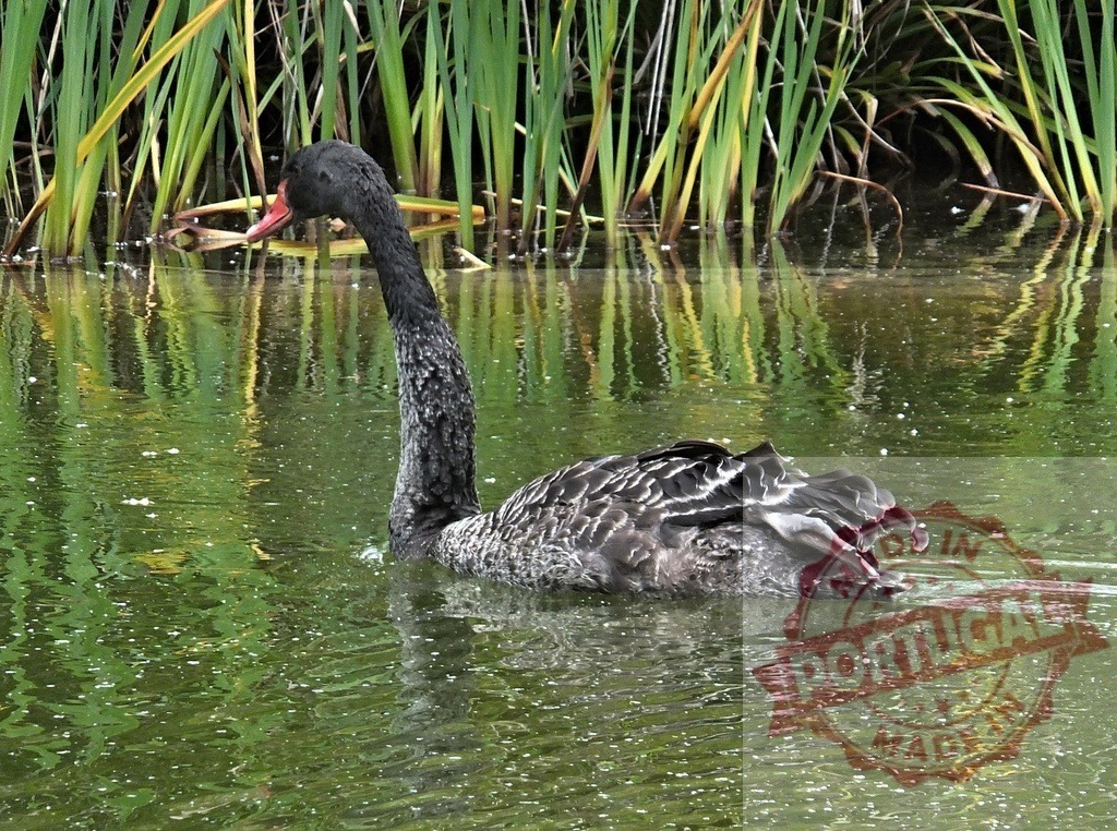 Black swan swimming past green reeds in pond water | Black swan swimming in calm green pond water with tall reeds in the background - Realized with Pictrs.com
