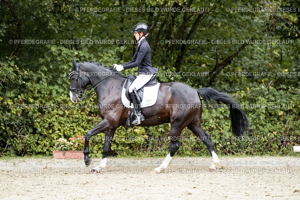 DSC06079 | Pferdegrafie