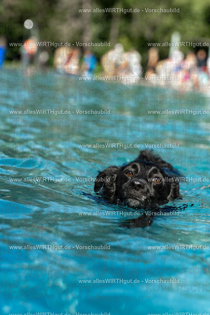Hundeschwimmen_Volksbad_2026-allesWIRTHgut_Tierfotografie-2609061257-120731-7R500350 | Professionelle Tierfotografie in Mönchengladbach von Daniel Wirth (allesWIRTHgut). Liebevolle & natürliche Bilder von Hunden & Katzen für unvergessliche Erinnerungen.