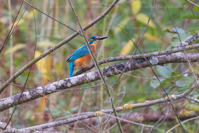 201763 | Tierfotografie, Tierkalender, Tierbilder, Insekten, Spinnen, Vögel, Schmetterling, Libellen, Leinwand, Colorkey, Qualität, Geschenkartikel, Geschenk - Realisiert mit Pictrs.com