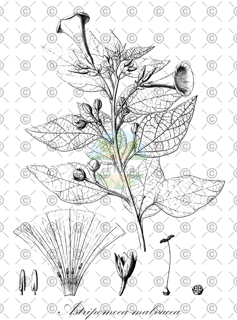 HistAbb_wfo-0000158822_1_ENZY_Simple | Historische Abbildung von Astripomoea malvacea - Convolvulaceae | Historical Illustration of Astripomoea malvacea - Convolvulaceae