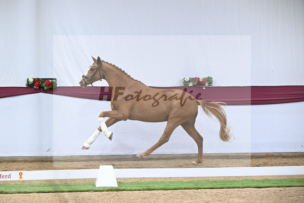 Kat-Nr. 119 Iron x Quaterback_Jakob u Martina Reglauer_47253997 | hf-fotografie - Realisiert mit Pictrs.com