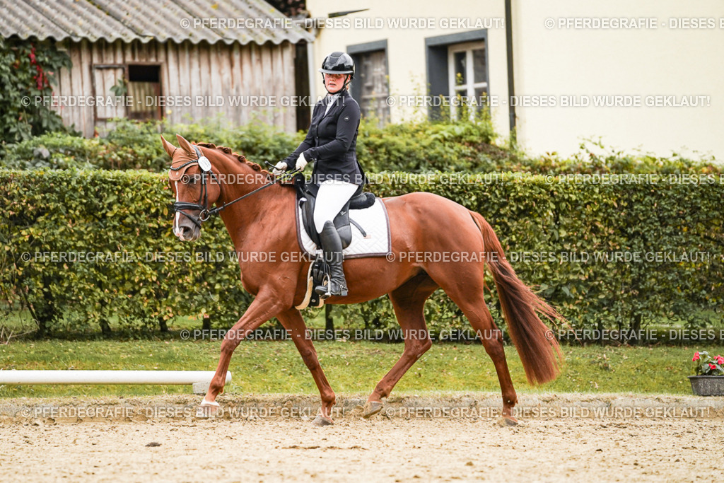 DSC08243 | Pferdegrafie