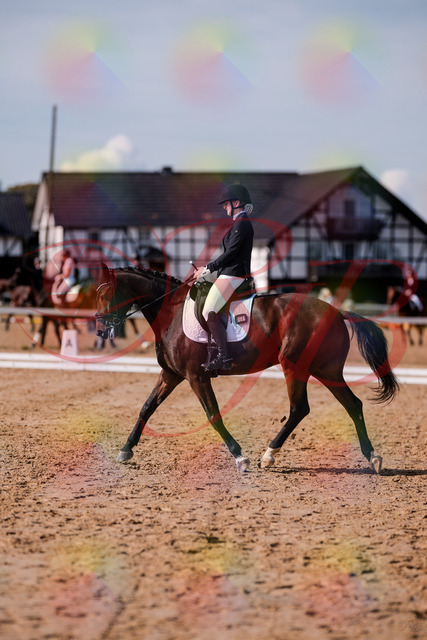 2026_10_03_Siefer-Hof_125827_Z81_48586999 | Professionelle Reitsport-, Turnier- und Eventfotografie von Robert Broda. Galerien mit ausgewählten und bearbeiteten Bildern direkt online ansehen und bestellen.