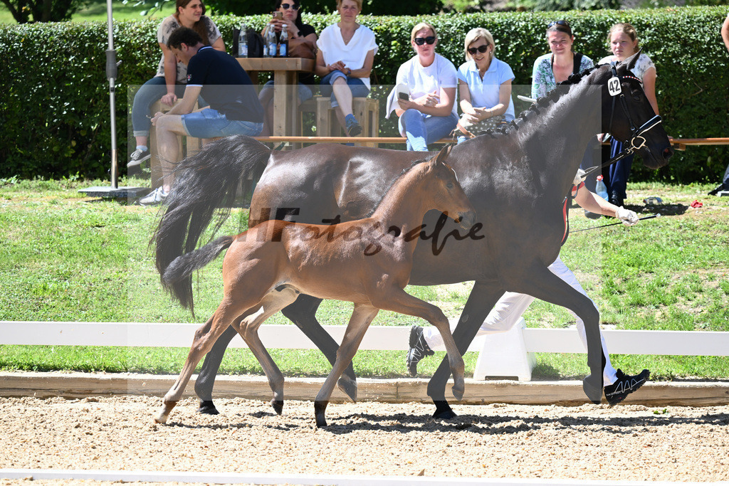 Kat-Nr. 42 HF DSP Va Bene x Placido_Hager_27230663 | hf-fotografie - Realisiert mit Pictrs.com