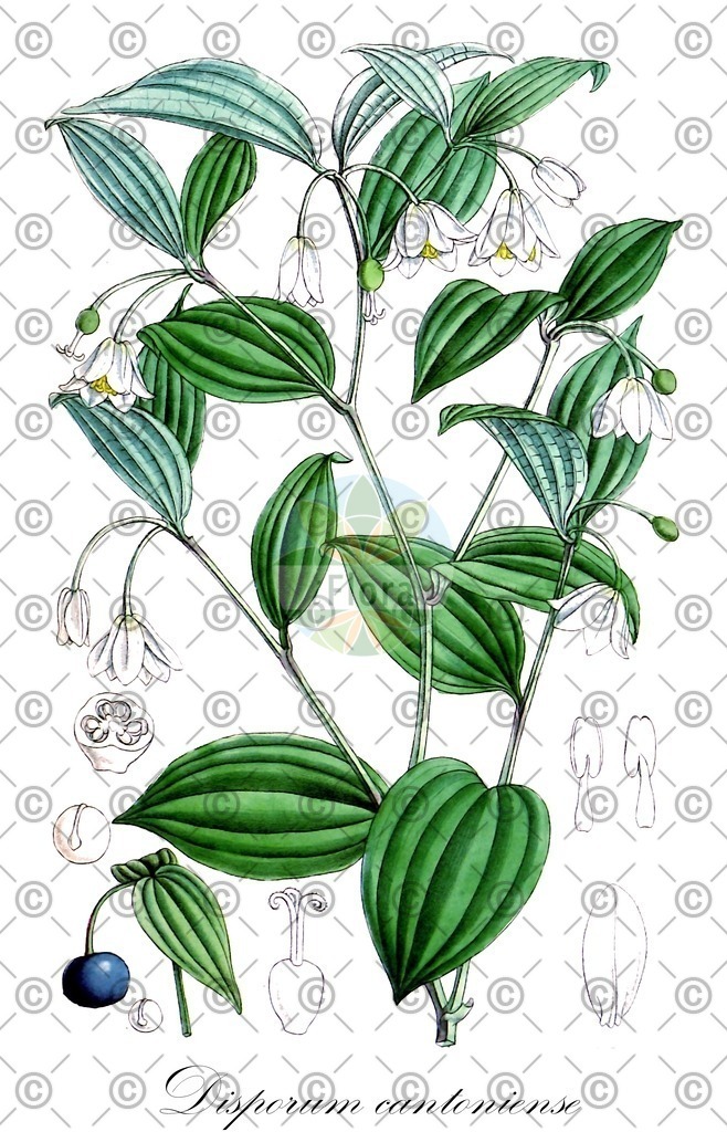 HistAbb_wfo-0000652298_1_ENZY_Simple | Historische Abbildung von Disporum cantoniense - Colchicaceae | Historical Illustration of Disporum cantoniense - Colchicaceae