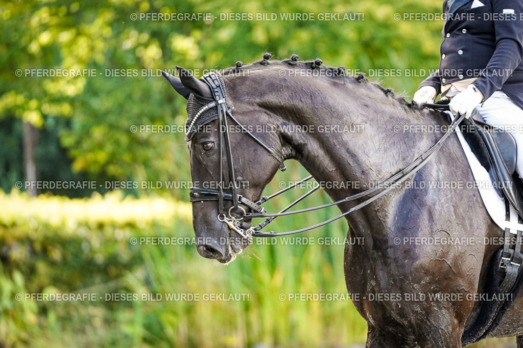 DSC00618 | Pferdegrafie