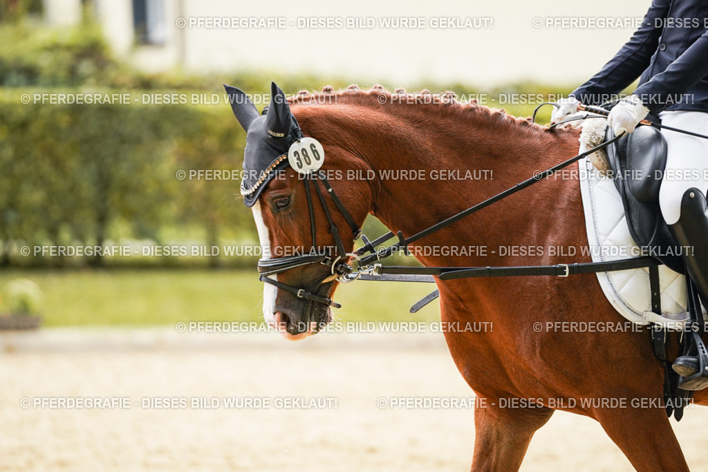 DSC09448 | Pferdegrafie