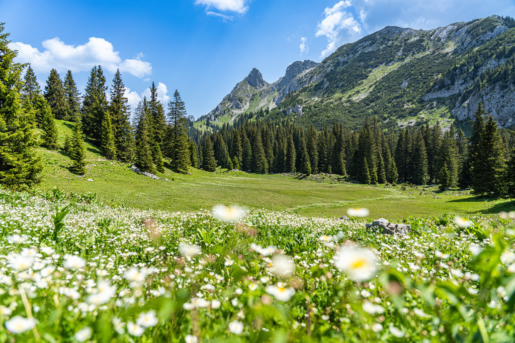 Bild auf Leinwand: Blumenwiese im Schwangauer Kessel mit Berglandschaft | Der Schwangauer Kessel ist ein wunderschönes Biotop, welches nicht allzu einfach erreichbar ist, aber eine Wanderung dorthin lohnt sich einfach immer wieder.