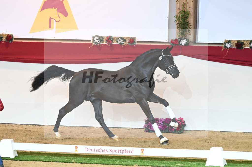Kat-Nr. 64 Meridian_Schadock_1230345 | hf-fotografie - Realisiert mit Pictrs.com