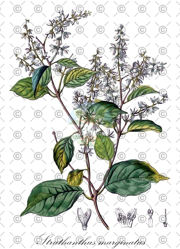 HistAbb_wfo-0001142456_1_ENZY_Simple | Historische Abbildung von Struthanthus marginatus - Loranthaceae | Historical Illustration of Struthanthus marginatus - Loranthaceae