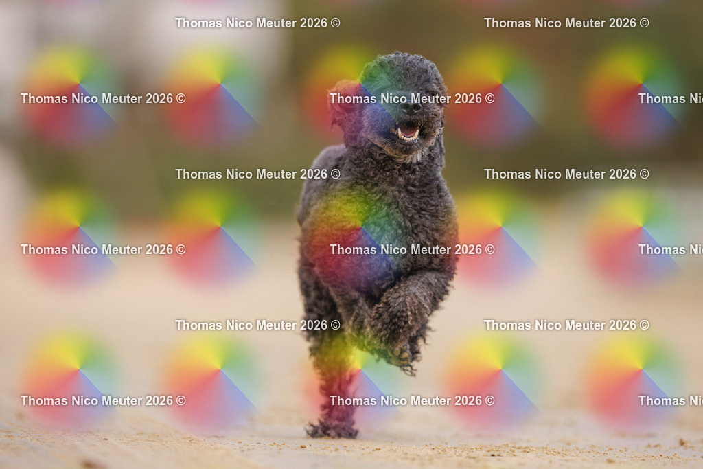Thomas_Nico_Meuter(C)_03. Oktober 2026_223A5398 | Bild von Thomas Nico Meuter - Realisiert mit Pictrs.com
