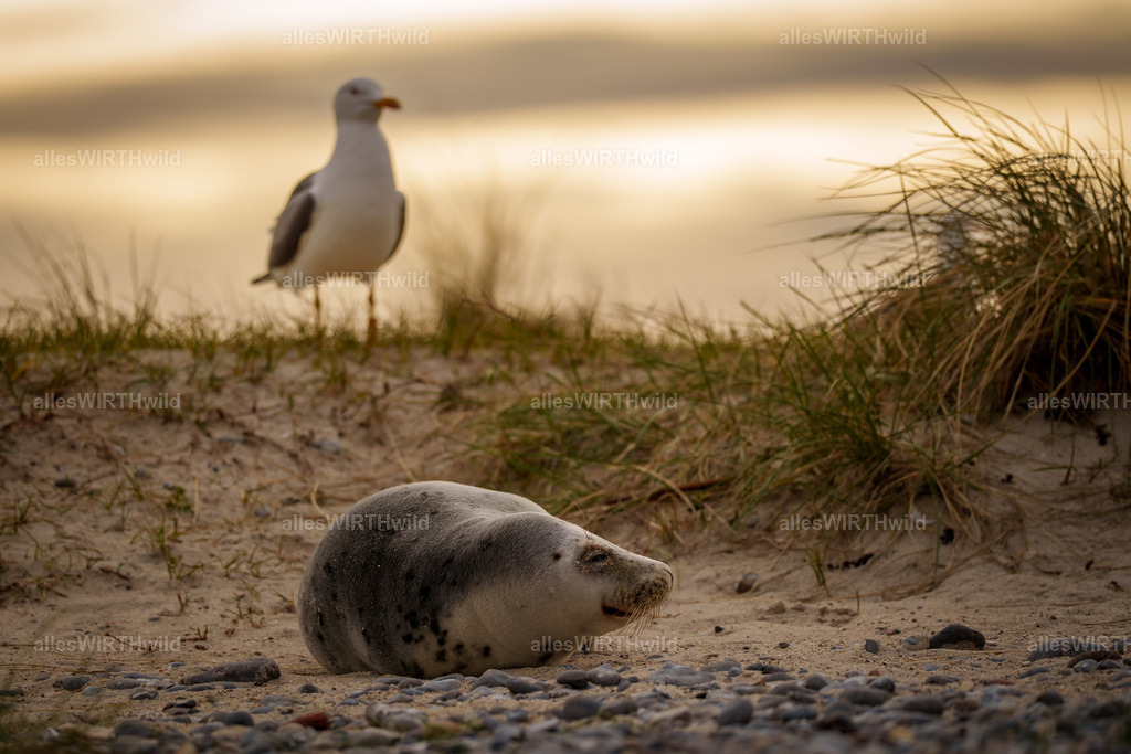 allesWIRTHwild.de - 7IV05971 | Entdecke die faszinierende Welt der Natur- und Wildlife-Fotografie von Daniel und Bärbel. Inspirierende Bilder von wilden Tieren und kleinen Naturwundern.