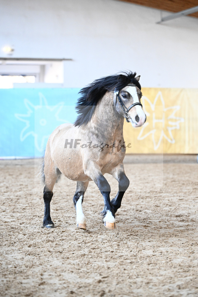 Kat-Nr. 15 Leybucht Bavarian Bailey v. Penymorfa Bailey_Nieberle_9260400 | hf-fotografie - Realisiert mit Pictrs.com