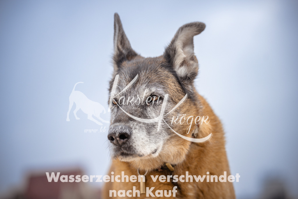 1036_ZZ95510 | kk-dogfotos