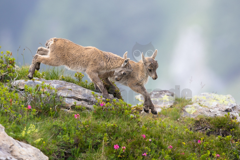 R6NF1641_20250707 | Zwei junge Alpensteinböcke (Capra ibex) sind in einer dynamischen Interaktion auf einem felsigen, grasbewachsenen Berghang zu sehen. Eines der Jungtiere springt oder stößt sich ab, während das andere dicht davor ist, ebenfalls in Bewegung. Ihre Körperhaltung deutet auf spielerisches Raufen oder eine Verfolgungsjagd hin. Die Umgebung ist geprägt von Felsen, grünen Gräsern und blühenden Alpenpflanzen, darunter rosa Blüten. Der Hintergrund ist unscharf und neblig, was die alpine Atmosphäre unterstreicht. - Realisiert mit Pictrs.com