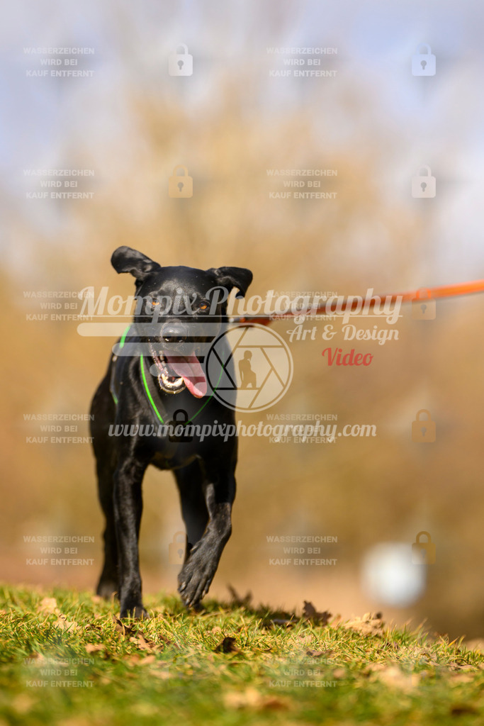 MompixPhotography_10Schwabentrail2026_SO_Canicross-48 | PayLife