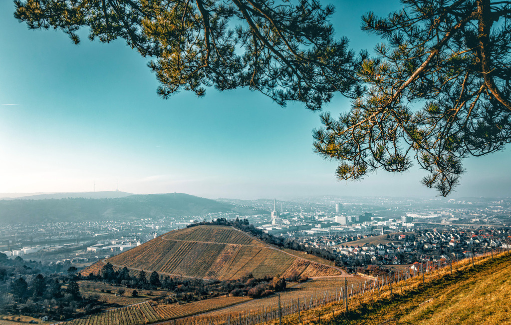 Weitblick über Stuttgart Bad Cannstatt, Weinberge und Fernsehturm | Das Bild zeigt einen Panoramablick auf Stuttgart von den Weinbergen des Württembergs, mit der Stadt in der Ferne und einem prominenten Weinbergshügel im Vordergrund. Der Aussichtspunkt befindet sich in der Nähe der Grabkapelle auf dem Württemberg, einem beliebten Ausflugsziel. Die Region ist bekannt für ihre malerischen Weinwanderwege, die durch die umliegenden Stadtteile wie Obertürkheim und Uhlbach führen. Das Bild fängt die einzigartige Kessellage Stuttgarts ein, umgeben von Hügeln und Natur.  - Realisiert mit Pictrs.com