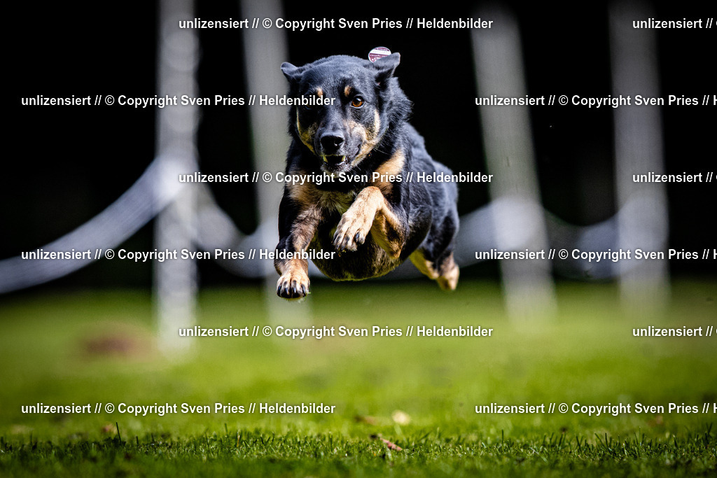 Sven Pries | 2025-10-03 - Hunderennen Obergrombach - Realisiert mit Pictrs.com