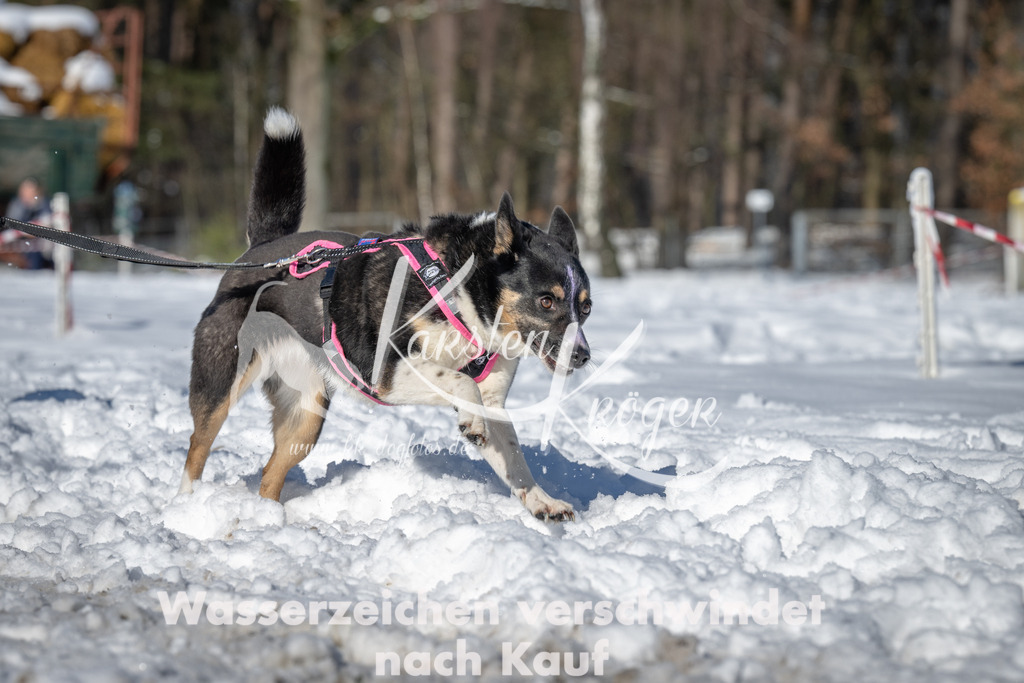 1115_ZZ90922-3 | kk-dogfotos