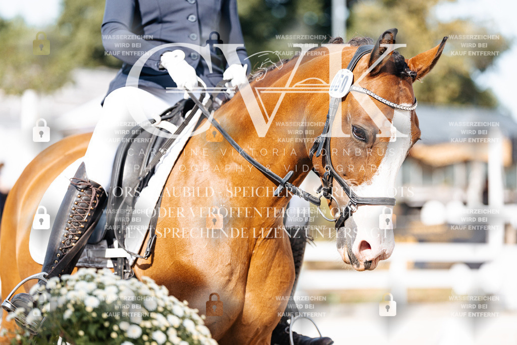 CK905423 | Turnierfotografie Pferdefotografie Trier Rheinland-Pfalz Pferdesport Reitsport Tierfotografie Sportfotografie Pferdevideo Pferdevideografie Equestrianvideography equestrianphotography  - Realisiert mit Pictrs.com