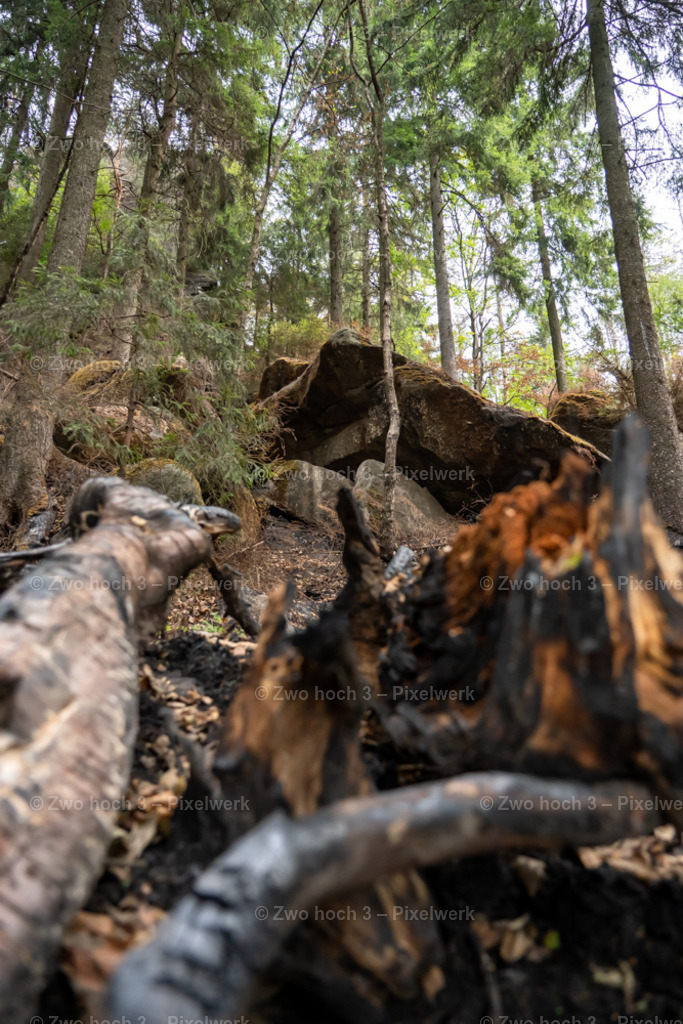 Obere_Affensteinpromenade_Felsen_Baumstumpf_Wurzel | 2022-09-02_Waldbrandgebiete_2 - Realisiert mit Pictrs.com