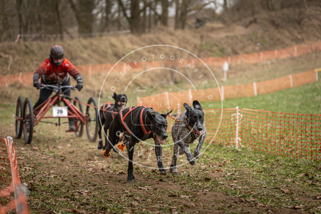 Pfotenfotografie_DV3A8024 | Hundefotografie, Tierfotograf, Pfotenfotografie, Fotoshooting Hund, Hunde Portrait, Hundesport, Hundeportraits, Heideshooting, Hunde, Sportfotograf, Hundefotograf, Turnierhundsport, THS,  - Realisiert mit Pictrs.com