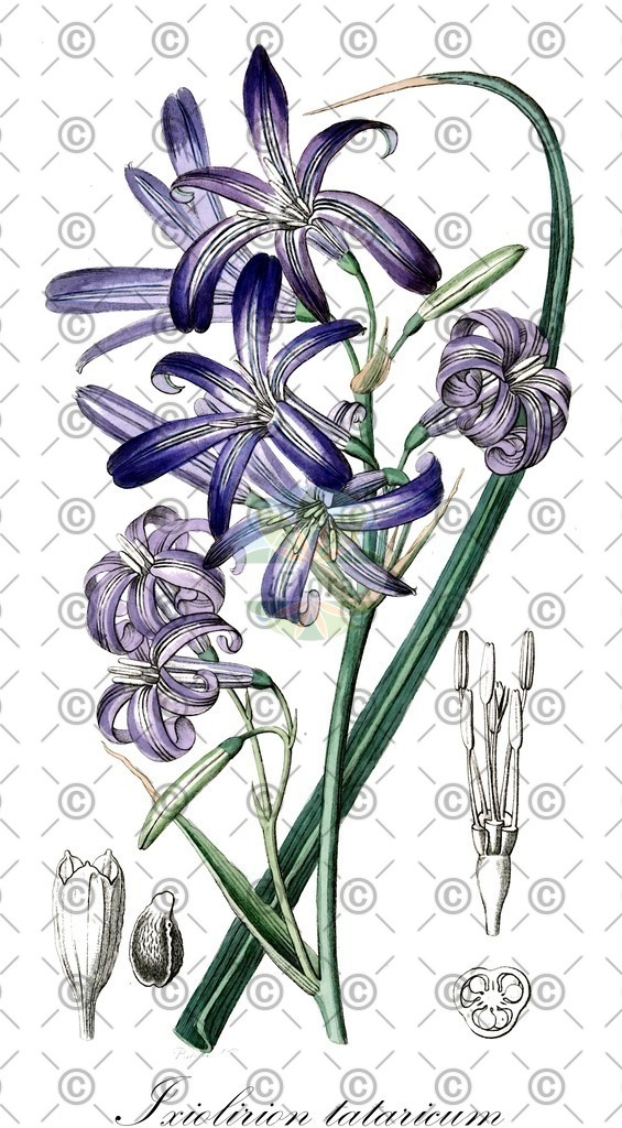 HistAbb_wfo-0001292054_1_ENZY_Simple | Historische Abbildung von Ixiolirion tataricum - Ixioliriaceae | Historical Illustration of Ixiolirion tataricum - Ixioliriaceae